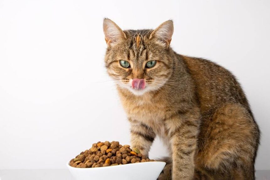 O que os gatos comem - Quais São as Preferências dos Gatos
