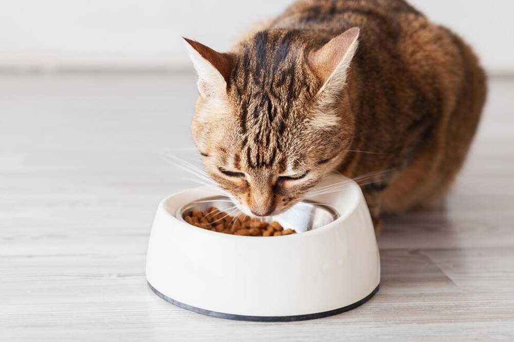 O que os gatos comem - transição de uma dieta