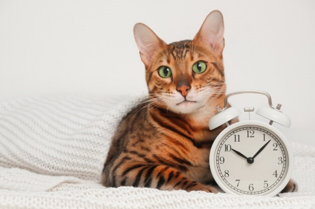 Quanto tempo vive um gato?