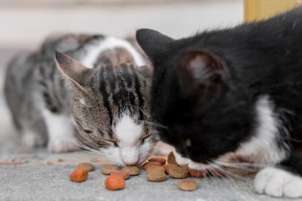 Gatos podem comer comida de cachorro? Entenda a compatibilidade alimentar!