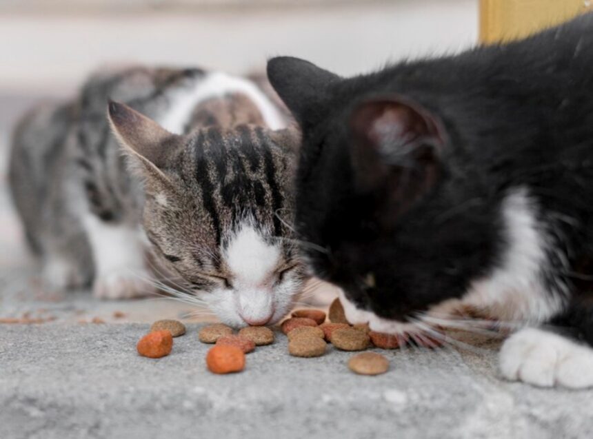 Gatos podem comer comida de cachorro? Entenda a compatibilidade alimentar!