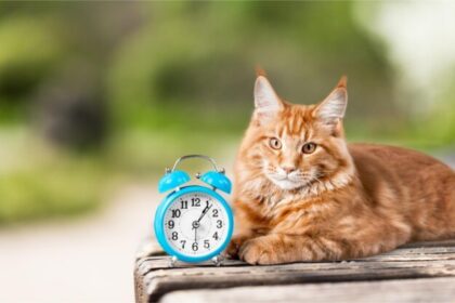 quanto tempo vive um gato