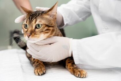 Quais as doenças mais comuns em gatos?