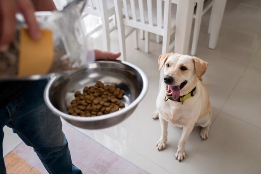 Riscos da comida de cachorro