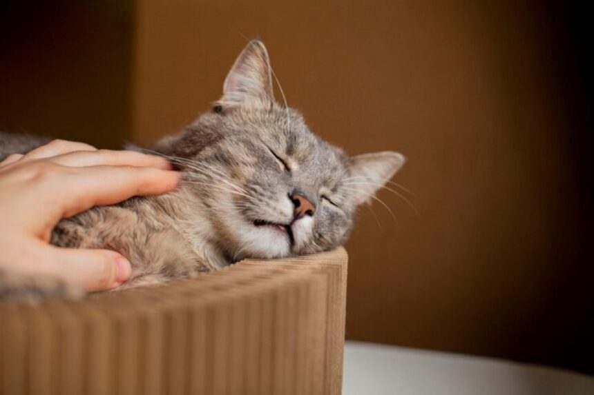 Como treinar o gato para usar a caixa de areia? Domando o Instinto Felino!