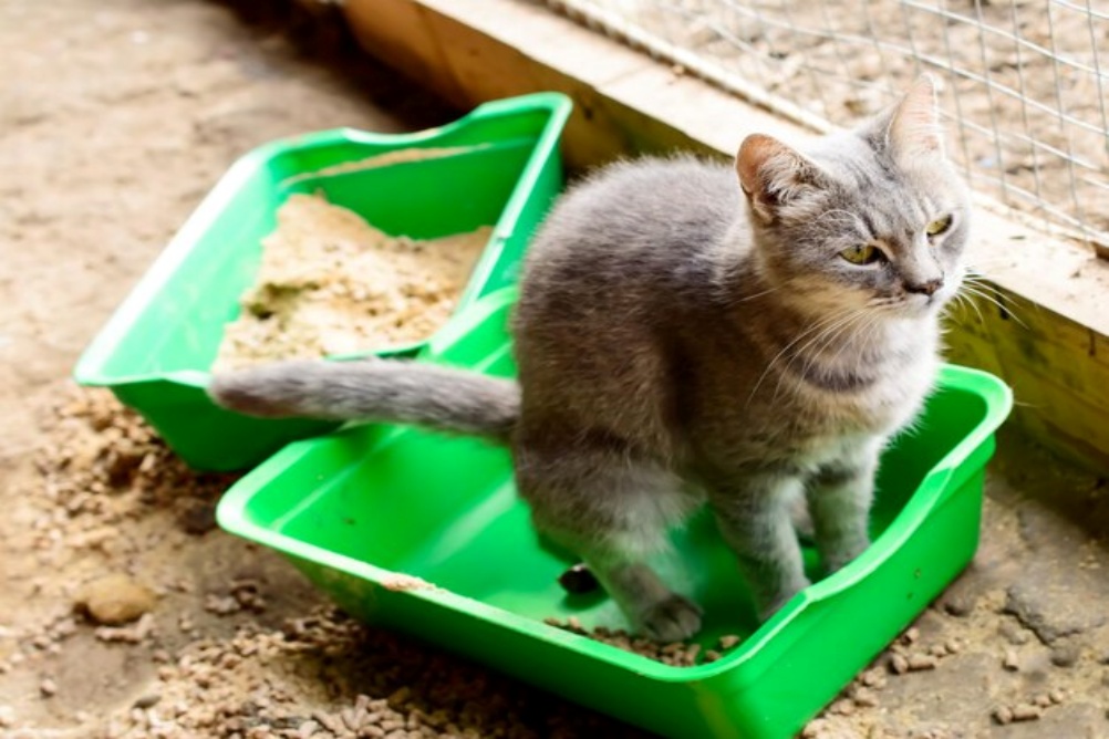 Manter a caixa de areia do gato limpa 