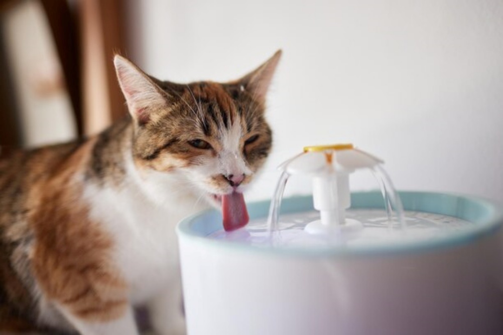 Água na dieta do gato