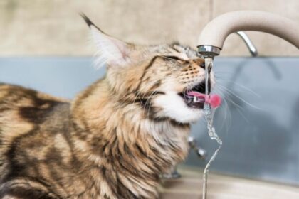 Água na dieta do gato